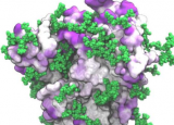SARSCoV2穗蛋白的动态模型揭示了潜在的新疫苗靶标
