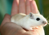 小鼠舔食可能揭示神经系统疾病的起源