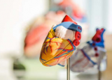 动态心脏模型模拟血流动力学负荷推进工程心脏组织技术